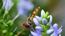 Garten-Schwebfliege (8).jpg